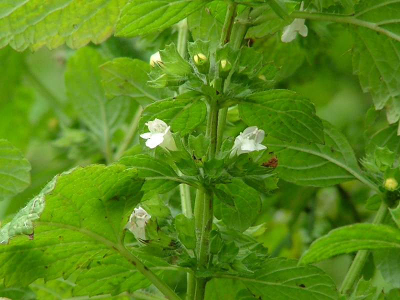 Melissa officinalis Citroenmelisse bestellen